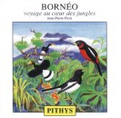 Borneo: A journey to the heart of the jungle
