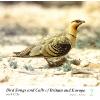 Bird Songs & Calls of Britain & Europe, Vol. 2: Gamebirds to sandgrouse