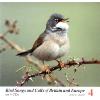 Bird Songs & Calls of Britain & Europe, Vol. 4: Sylvia warblers to buntings