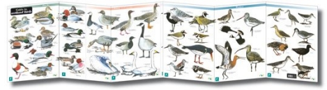 Wetland birds Wetland birds