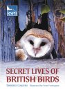 Secret Lives of British Birds