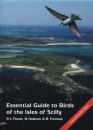 Essential Guide to Birds of the Isles of Scilly