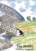 The Hobby