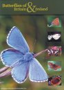 Butterflies of Britain & Ireland Butterflies of Britain & Ireland