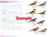 Accentors