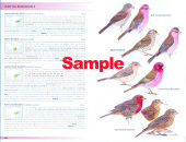 Rosefinches