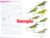 Rosefinches