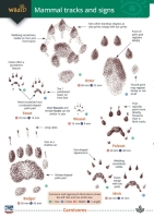 Guide to British Mammal Tracks and Signs