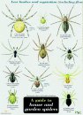 Guide to House and Garden Spiders