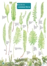 Guide to Common Ferns