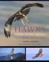Hawks from every angle