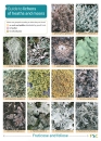 Guide to Lichens of Heaths and Moors Chart