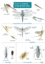 Guide to the Insects of the British Isles
