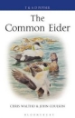 The Common Eider