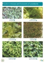 Guide to Mosses and Liverworts of Woodlands