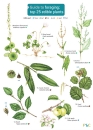 Guide to Foraging: Top 25 Edible Plants