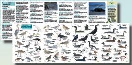 Guide to Winter Coastal Birds