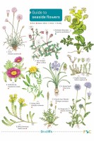 Guide to Seaside Flowers