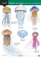 Jellyfish and Allies of the British and Irish Coast