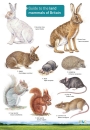 Guide to the Land Mammals of Britain