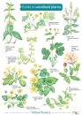 Guide to Woodland plants