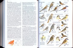 Collins Bird Guide - 2nd edition, pages 354 and 355